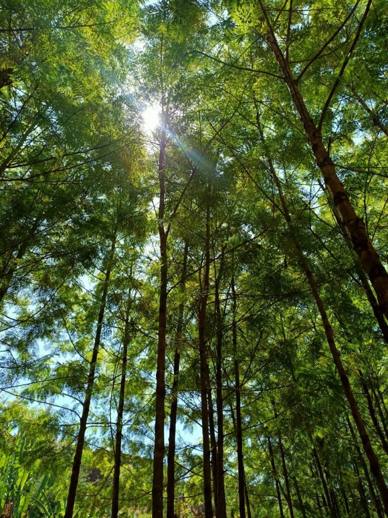 Ethiopia Church Forest Visit 