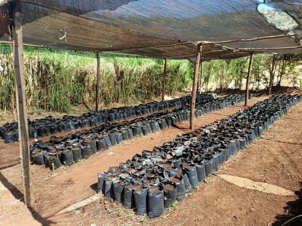 Livelihoods projects always accompany an Ethiopian Orthodox Church Forest