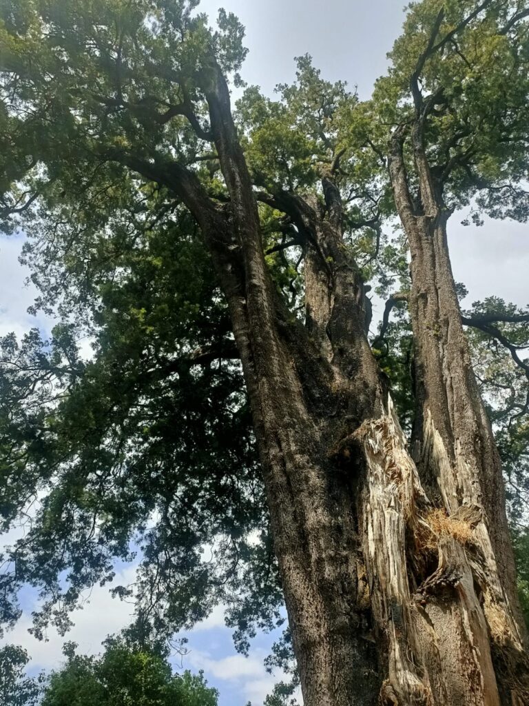A 300 year old tree preserved within the Ethiopian Orthodox Church land.