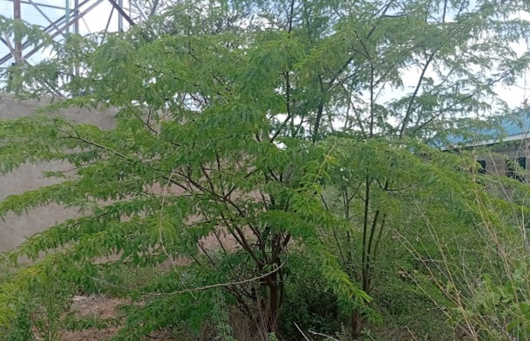 Invasive mathenge species spotted in the 6 acre farm