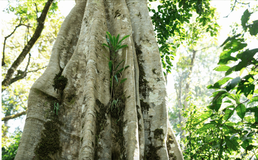 One of the majestic trees at the Kakamega Forest