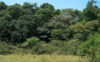 Kakamega Forest: a Sanctuary for People and Nature