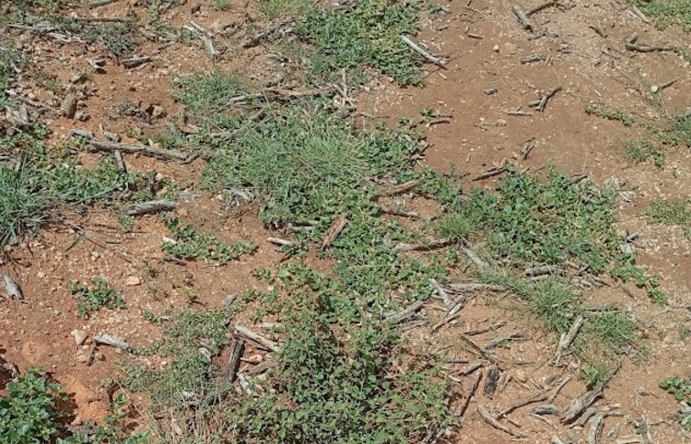 Visit to Mr Lesokoyo Farm