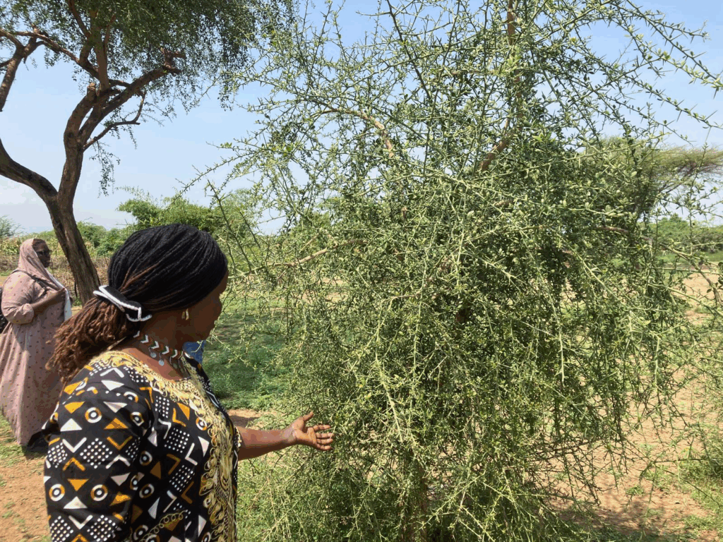 East Tiaty OikoDiplomatique and AIC visit