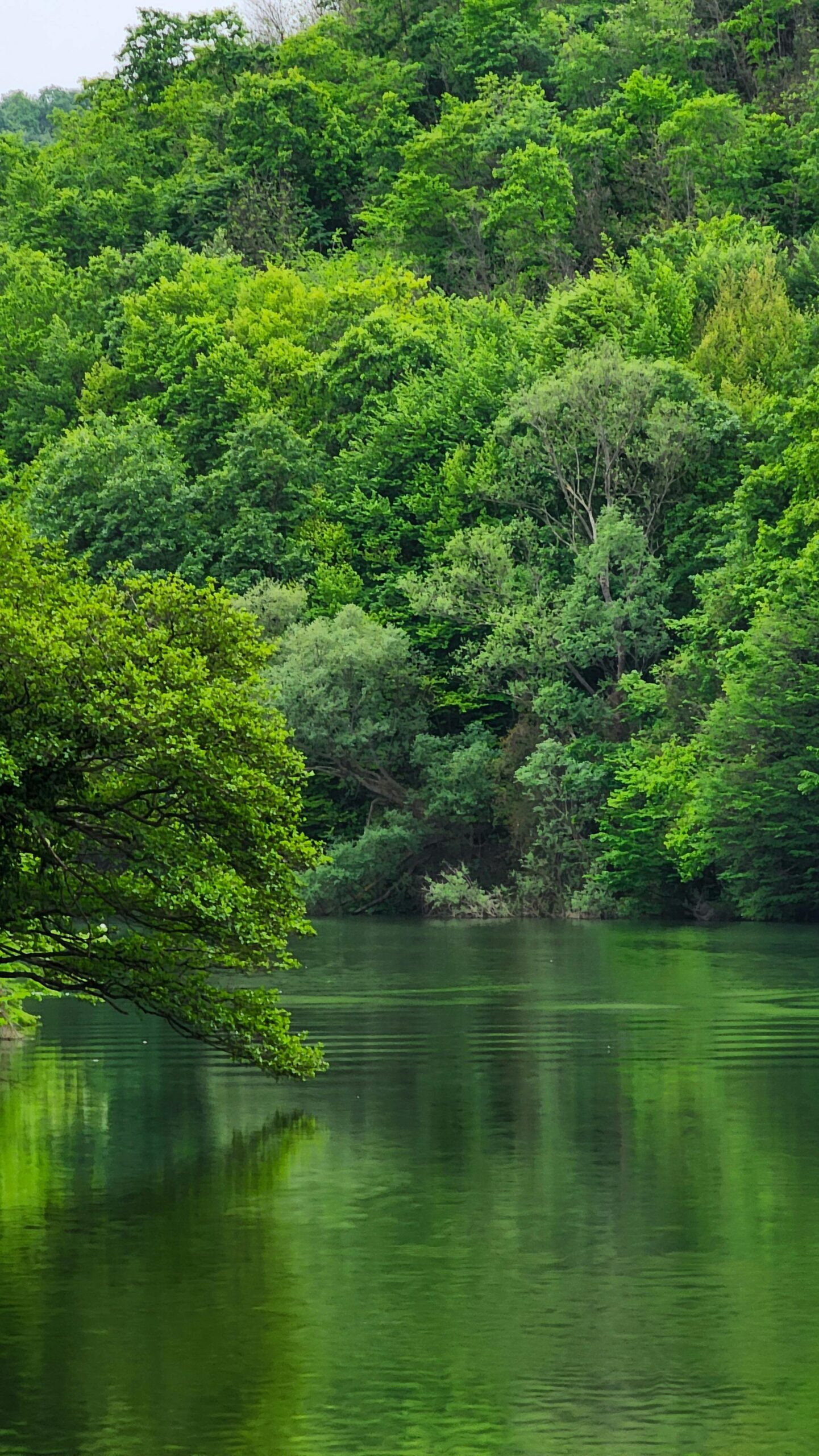 Trees on border of lake
